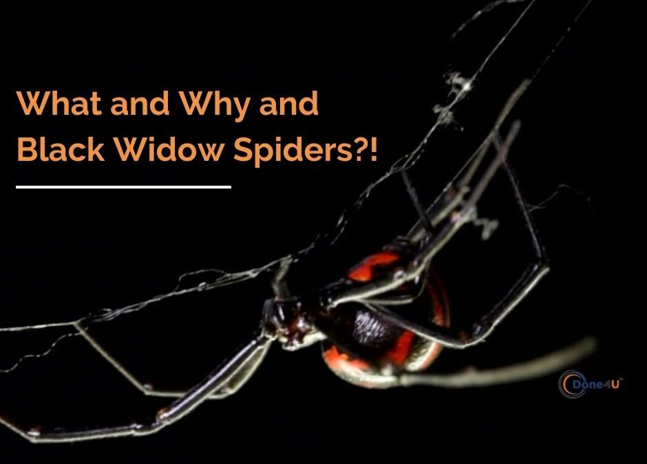 What and Why and Black Widow Spiders?!